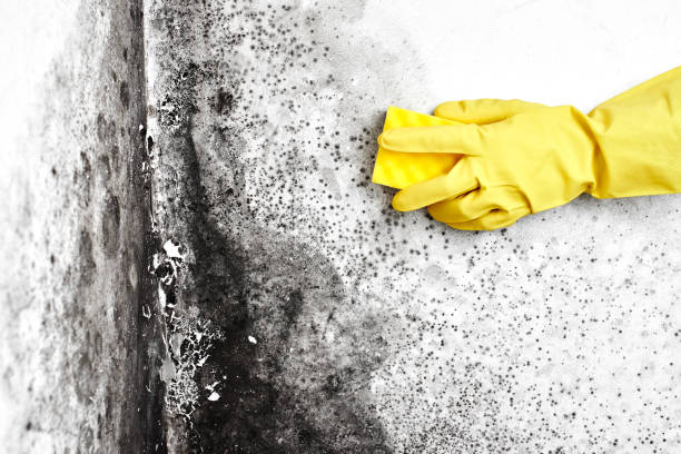 Best Professional Mold Removal  in Southmont, NC