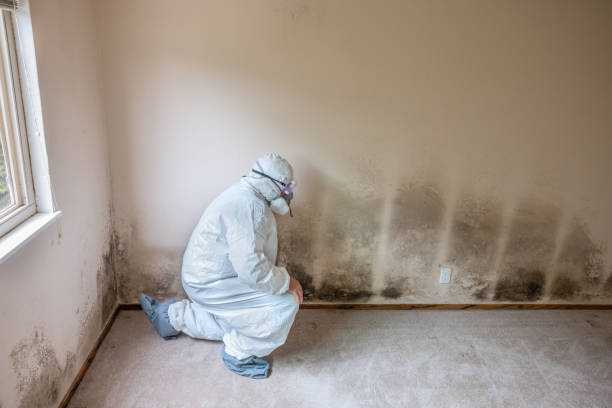 Reliable Southmont, NC Mold Removal Solutions