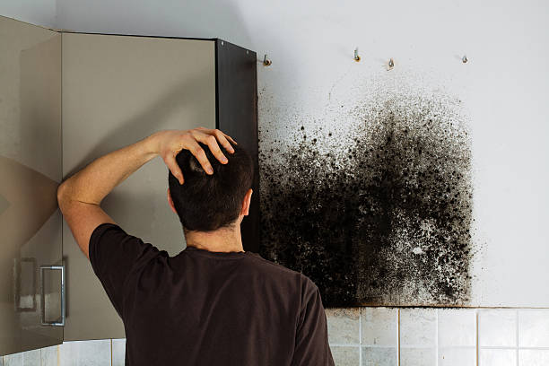 Best Mold Removal and Inspection  in Southmont, NC